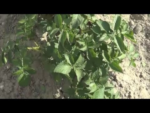 Видео: Эко20 ЗОЛА Болезни Картофель ФИТОФТОРА 07,09,17