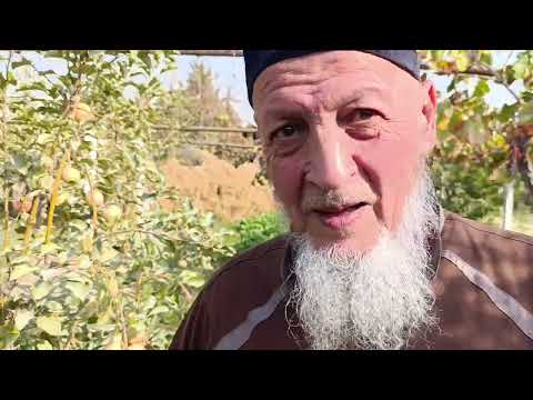Видео:  БЕПУЛ АПТЕКА..ТАБИБ БОБО