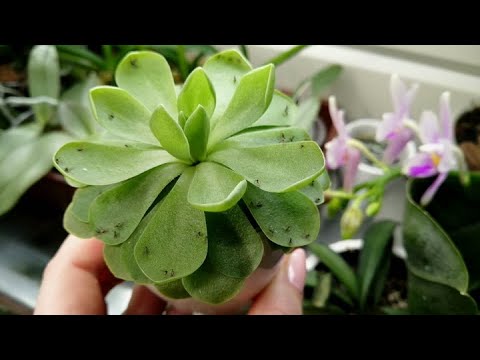 Видео: Зелёная роза ЖИРЯНКА. Полезный ХИЩНИК против цветочных мошек. Как подружиться с жирянкой.