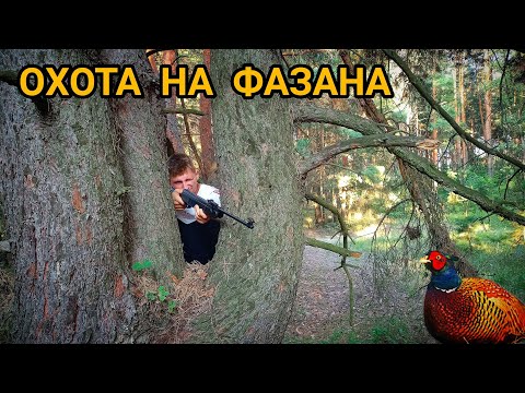 Видео: ОХОТА НА ФАЗАНА!!!ВЫШЕЛ НА ОХОТУ С ПНЕВМАТИКОЙ!!!