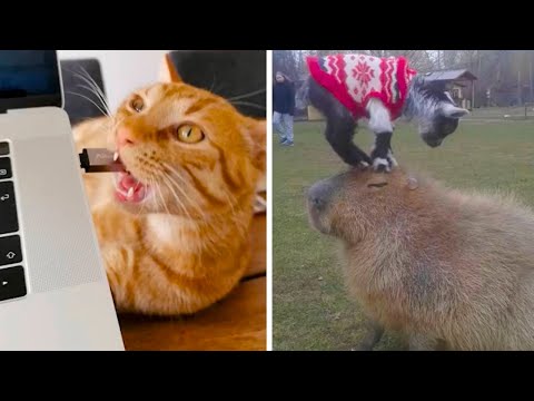 Видео: Животные, у которых совесть взяла отпуск!