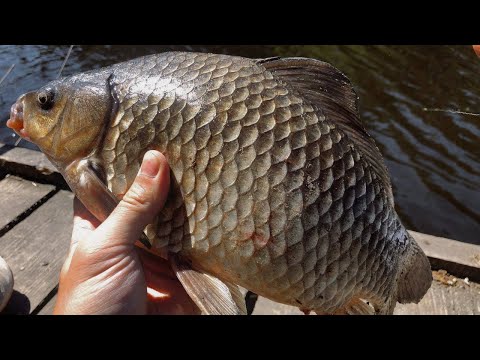 Видео: Як обловити поплавочників?! Візьми на рибалку WHITEBAIT! Жирні карасі на мормишинг!