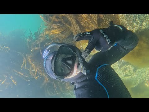 Видео: В Большую Ежовую бухту за ламинарией и морскими деликатесами / Город Находка / Июнь 2025