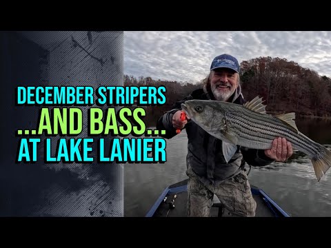 Видео: Декабрьские полосатые окуни и окуни на озере Ланье