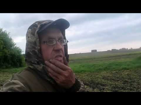 Видео: Мотоблок Скаут.  Фрезеровка пара по горчице.