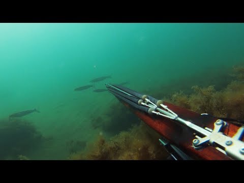 Видео: День кефали. Подводная охота с арбалетом.