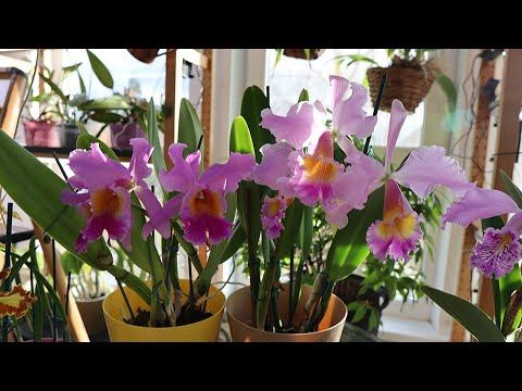 Видео: Cattleya Maggie Raphael и  Cattleya Fabia. Колумбийские гибриды с участием Cattleya dowiana.