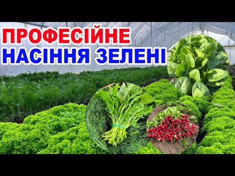 Видео: Зелень на якій можна заробити ! Огляд насіння 2025
