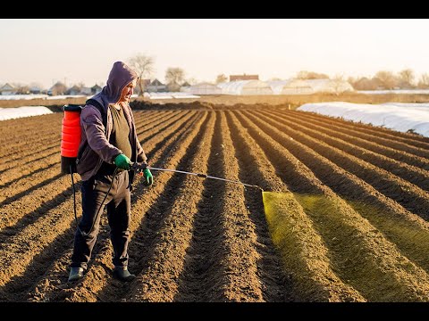 Видео: Способ посадки раннего картофеля под агроволокно.посадка 2021.