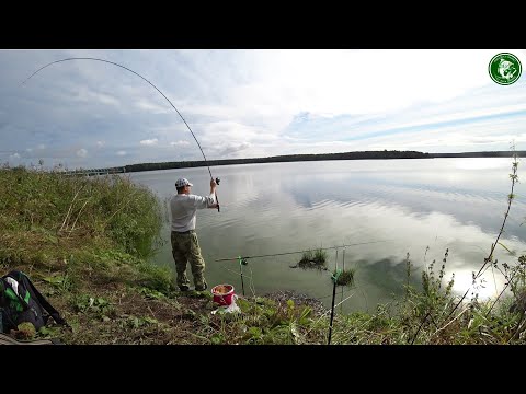 Видео: РЫБАЛКА НА ПАРНИКАХ В НИЖНЕМ ТАГИЛЕ! ЛОВИМ БЕЛУЮ РЫБУ НА ФИДЕР, ПРИКОРМКА, МОНТАЖ, КЛЁВ УДИВЛЯЕТ!