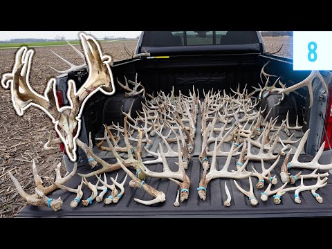 Видео: Найдите ОГРОМНОГО самца, 7-летнего оленя и 26 рогов // Shed Hunting 2024 E8