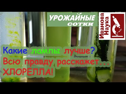 Видео: Выбираем подсветку: какой же свет лучше? Экономичное решение для эффективного огорода!