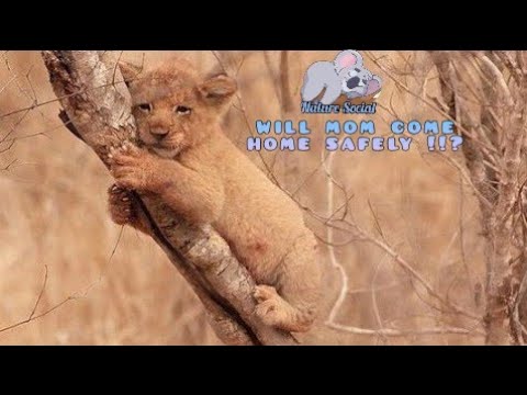 Видео: Львенок думал, что его мать умерла, потому что он не был дома всю ночь