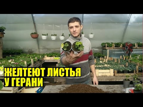 Видео: Желтеют листья у герани / пеларгонии