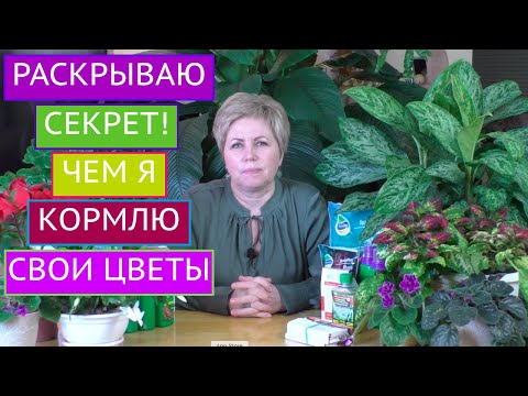 Видео: ЛУЧШИЕ ПОДКОРМКИ ДЛЯ ДОМАШНИХ ЦВЕТОВ! ПИТАТЕЛЬНЫЕ КОКТЕЙЛИ НА ЛЮБОЙ КОШЕЛЕК!