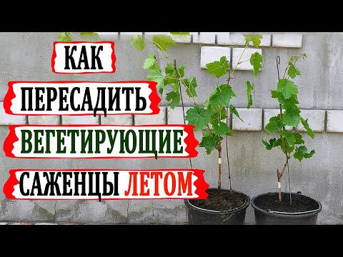 Видео: 🍇 Зачем ждать осень. Пересаживаю вегетирующие саженцы летом.