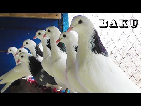 Видео: О Бакинских шейках | Мои Бакинские шейки