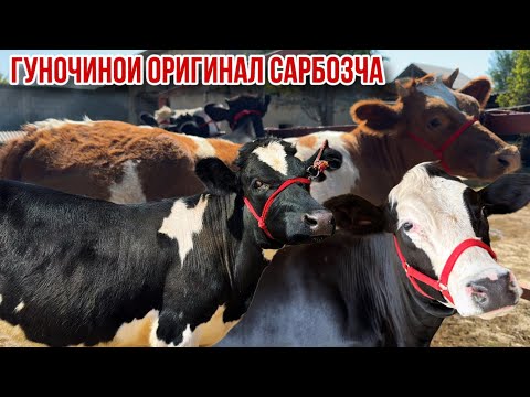 Видео: Айширские Сементал гибрид гуночинои Сарбозча арзон 20 сентября 2025 г.