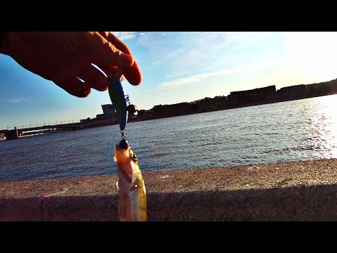 Видео: РЫБАЛКА НА ОТВОДНОЙ ПОВОДОК | ТЕСТИРУЮ НОВЫЕ ПРИМАНКИ