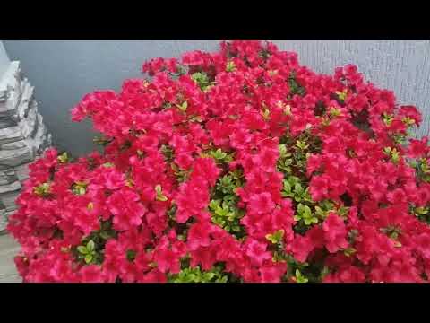 Видео: МОЙ ЦВЕТУЩИЙ САД