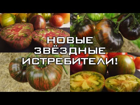 Видео: ТОМАТЫ НОВИНКИ ИЗ СЕРИИ ЗВЁЗДНЫХ ИСТРЕБИТЕЛЕЙ!