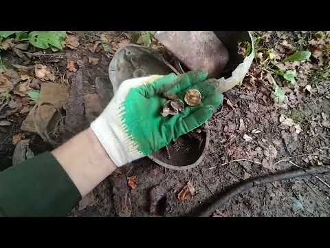 Видео: Металлокоп в лесу. Сентябрь 2025