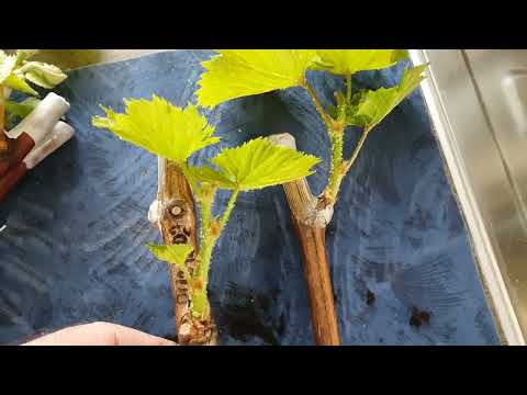 Видео: 29 февраля. Виноград пошёл в рост. Надёжные методы выращивания