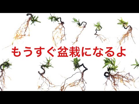 Видео: Ичии бонсай, Маюми бонсай, Мурезуме бонсай, Угуисукагра бонсай, Ядзимаен @ семена бонсай,