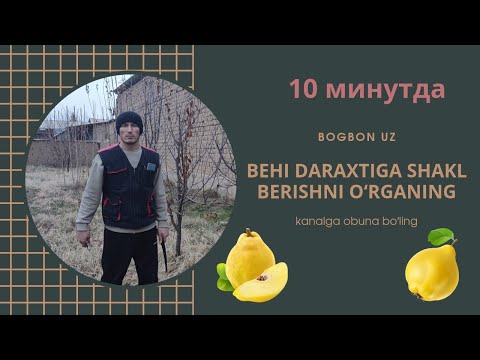 Видео: 4 ёшли бехи дарахтига шакл бериш...  формируем дерево айвы...