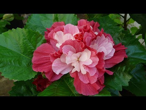 Видео: Как обманывают нас - садоводов  Растения, которые не зимуют