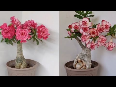 Видео: Адениумы. Цветы-источник вдохновения и хорошего настроения!