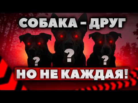 Видео: Не покупай таких собак! Самые худшие и опасные породы собак