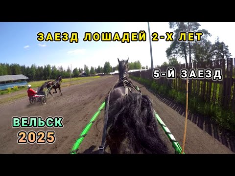 Видео: Заезд 2-х летних лошадей орловской рысистой породы - 15 июля 2025 года