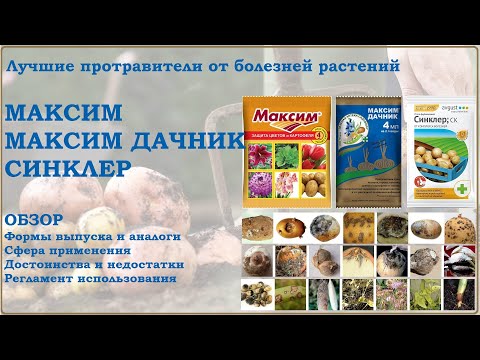 Видео: Максим, Максим Дачник, Синклер - лучшие фунгицидные протравители. Обзор средств от болезней растений