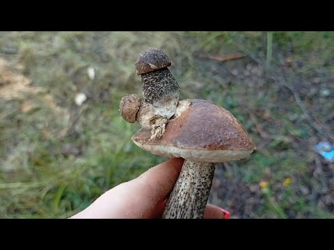 Видео: 14 августа 2025 г.