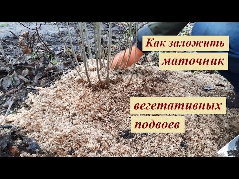 Видео: Как вырастить клоновый подвой