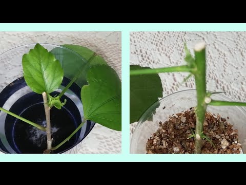 Видео: 🌺УКОРЕНЕНИЕ ЧЕРЕНКОВ ГИБИСКУСА./Как проходит укоренение черенков гибискуса. Прошло 2 месяца.