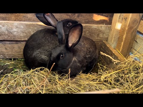 Видео: БЕЛАРУСЬ. ЕДЕМ НА ГЛУХОЙ ХУТОР К АНТОХЕ В ЗАБРОШЕННОЙ ДЕРЕВНЕ ЗА КРОЛЯМИ, ВЯЛИМ ЯБЛОКИ!