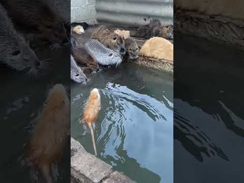 Видео: Нутрии в загоне