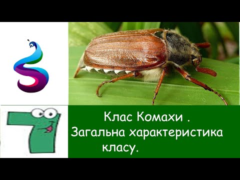 Видео: Клас Комахи