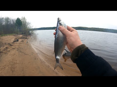 Видео: ПРОБУЕМ ЛОВИТЬ ЧЕХОНЬ. ЛОВЛЯ ЛЕЩА. НЕ ГУСТО, НО И НЕ ПУСТО!