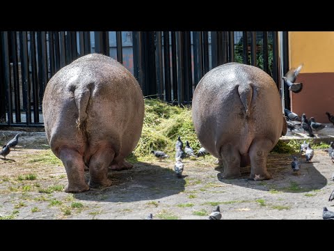 Видео: ZOO /  Калининградский зоопарк