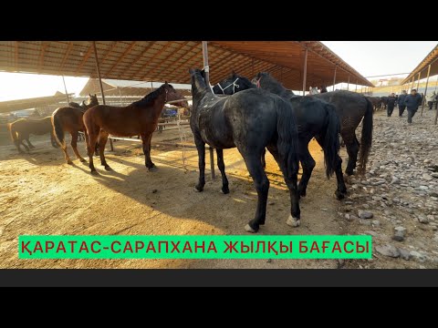 Видео: Қаратас Сарапхана Жылқы бағасы 18.11.25ж.