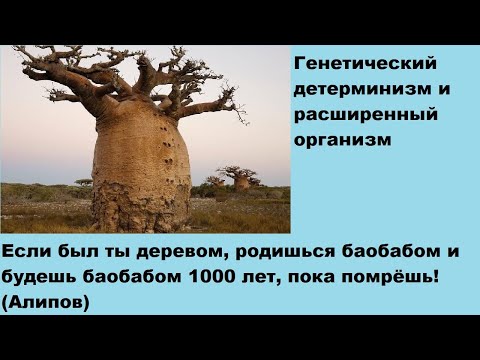 Видео: Если был ты деревом, родишься баобабом и будешь баобабом 1000 лет, пока помрёшь! (Алипов)