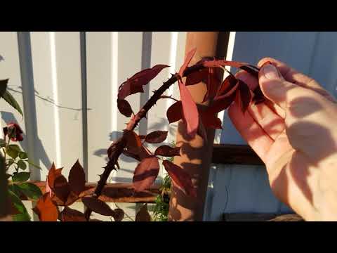 Видео: Укрытие роз в Подмосковье: подробное описание.