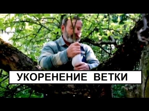 Видео: Размножение отводками.Укоренение воздушного отводка. ч2