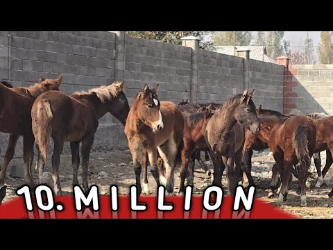 Видео: ТАНЛАБ ОЛСИН 10 12 МИЛЛИОНДАН...QULUN TOYLAR..#horse #конноеранчо #лошади #qashqirlarmakonipistirma 