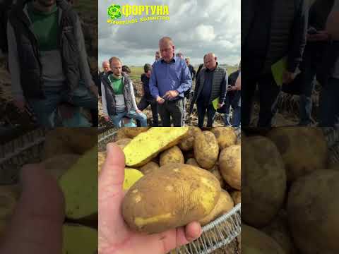 Видео: Семинар по картофелю 2025 на  базе фермерского хозяйства Фортуна 2025г.