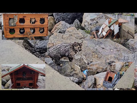 Видео: Порывистые штормы и волны уничтожили половину бездомных кошек, обитавших на берегах Стамбула.