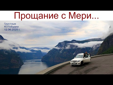 Видео: Грустные КОТоБудни или Прощание с нашей Мэри, 12.06.2025г.